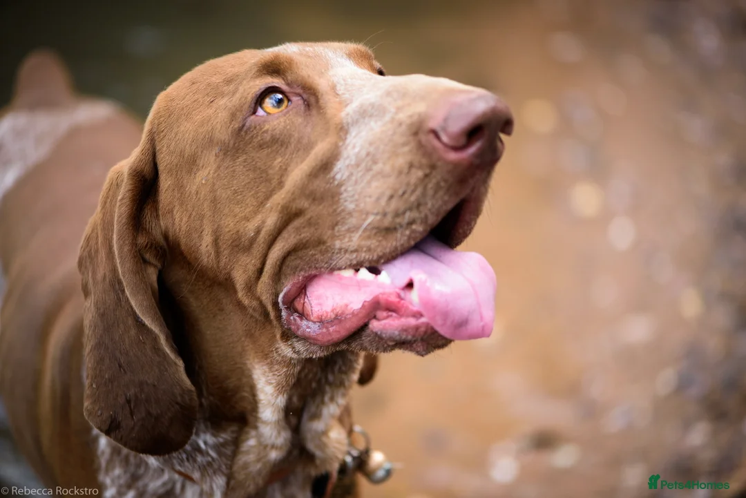 Bracco Italiano dogs for stud: Bracco Italiano for stud - Advert 9