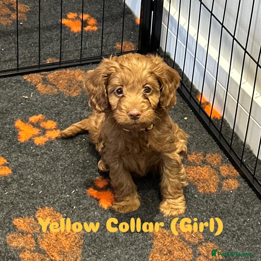 Cockapoo dogs for sale: F1 COCKAPOO PUPPIES - Advert 8