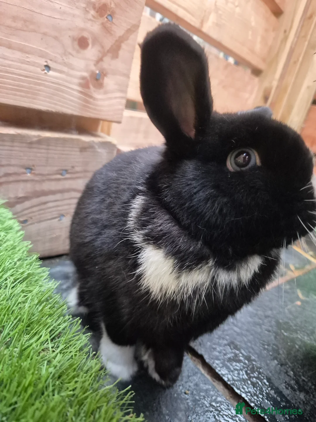 Mini Lop rabbits for sale: 1 year old lovely mini lop named Oreo  - Advert 6