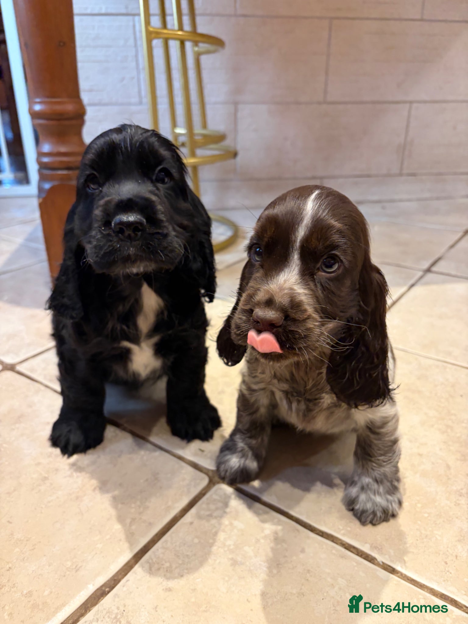 Cocker Spaniel dogs Last boy serbia import lines  - Advert 17