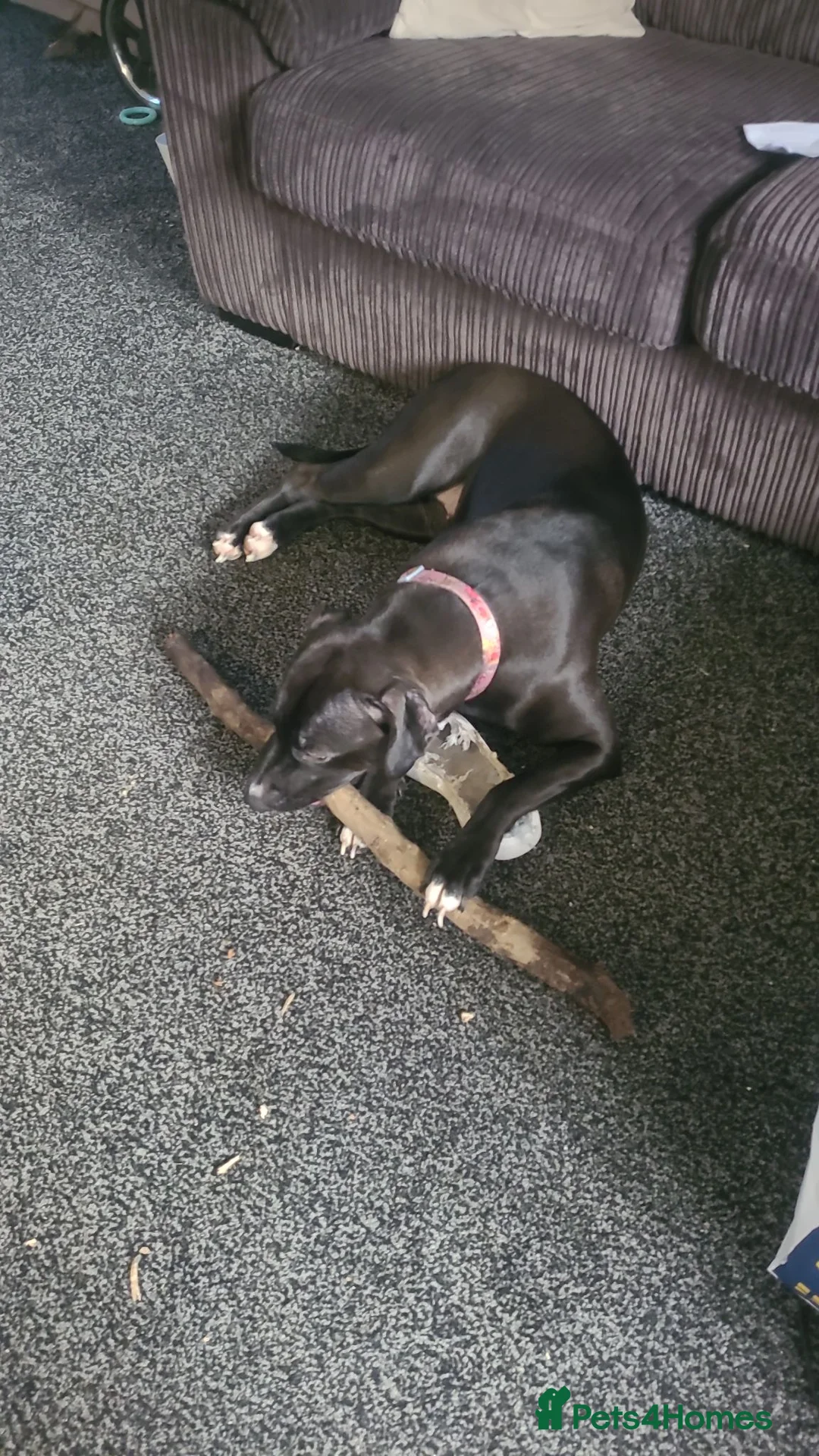 Mixed Breed dogs for sale: Bella  in Luton - Advert 2