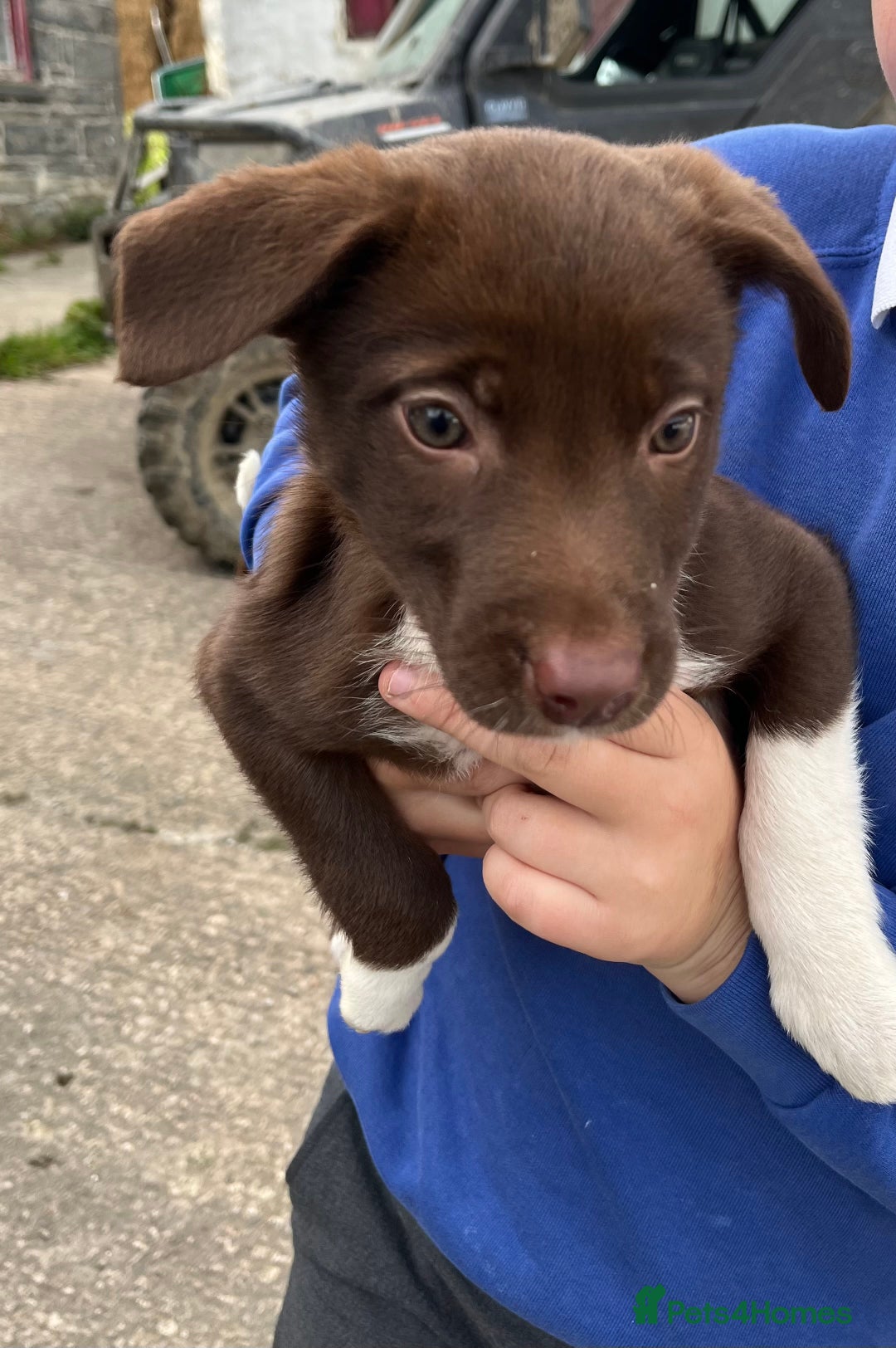Mixed Breed dogs for sale: Border collie - Image 5