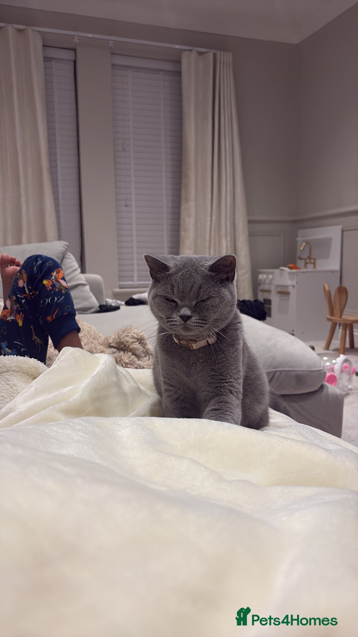 British Shorthair cats british blue shorthair  - Advert 11
