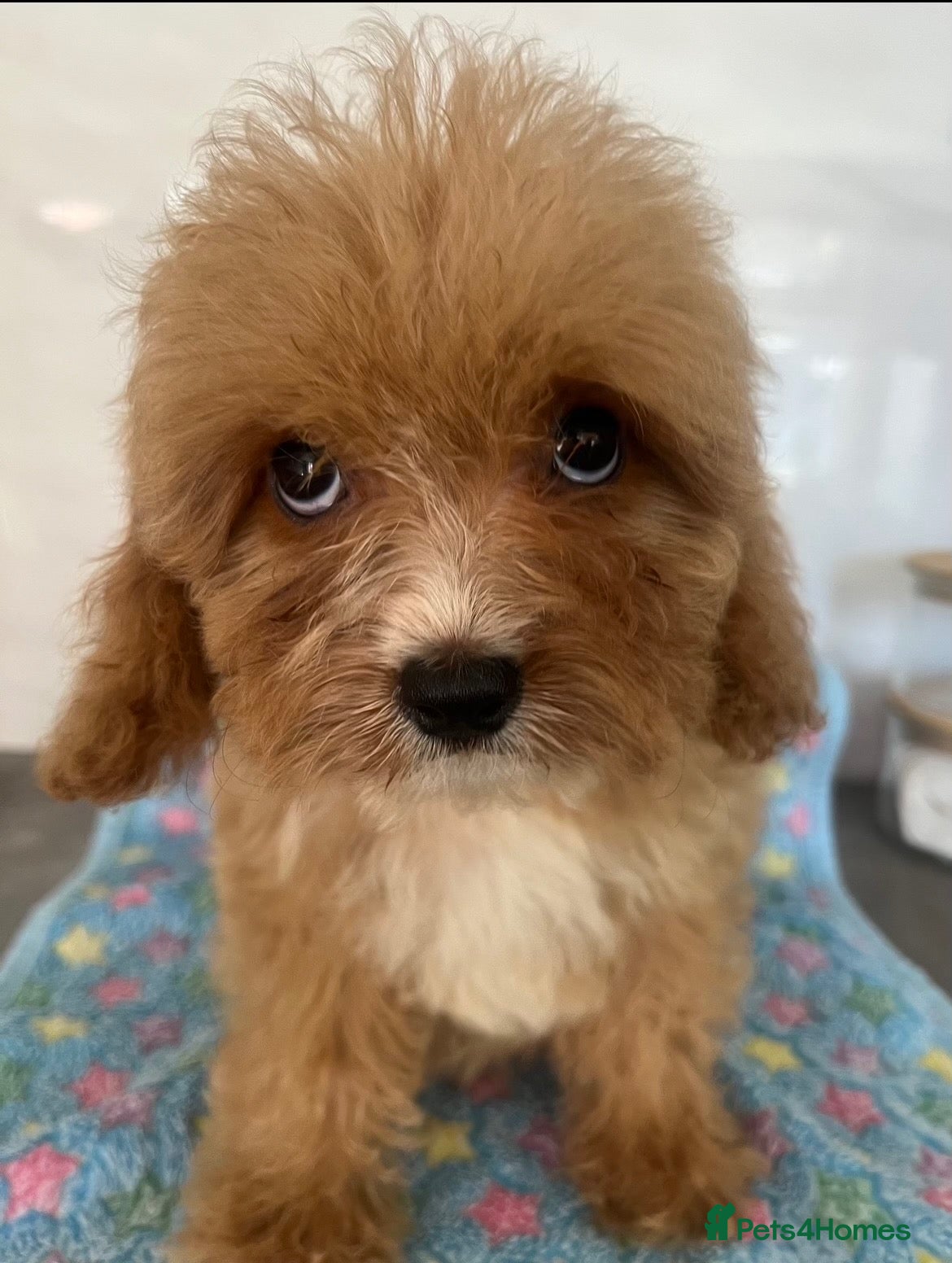 Cavapoo dogs 🧡💚 first generation cavapoo💚🧡 3 female 1 male  - Advert 1