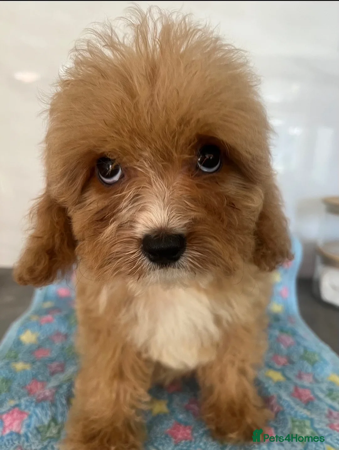 Cavapoo dogs for sale: 🧡💚 first generation cavapoo🧡 2 left available  - Advert 1