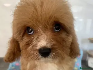 Cavapoo dogs 🧡💚 first generation cavapoo💚🧡 3 female 1 male - Advert 2