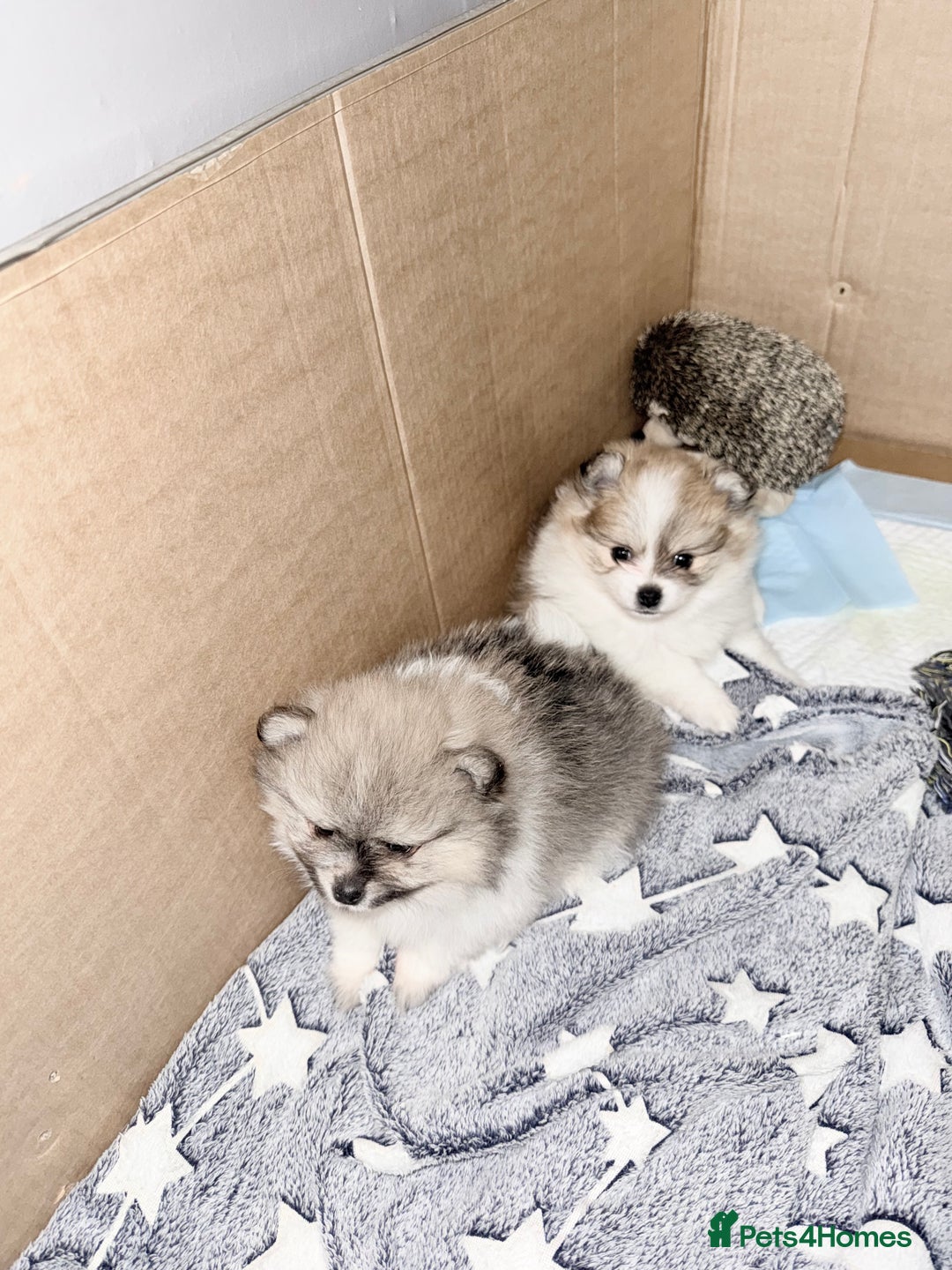 Pomchi dogs for sale: 3/4 Pom 1/4 chi Pomchi F1BB - Advert 33