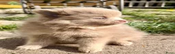 Pomeranian dogs for sale: Pomeranian girls lilac and tan  - Advert 3