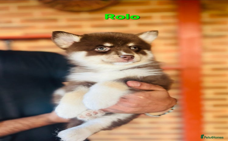 Pomsky dogs - Advert 1
