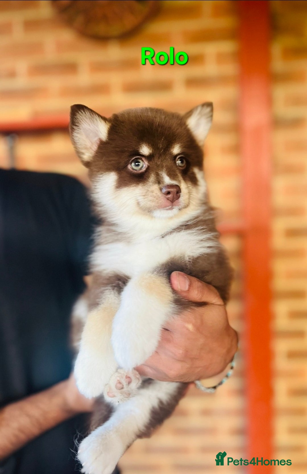 Pomsky dogs for sale: Ready now -Stunning F4 Pomskies, 6kg as adults  - Image 24