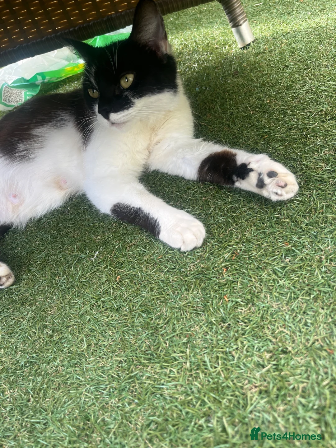 Mixed Breed cats for sale: All kittens £70 ready to leave today!  in Felixstowe - Advert 1