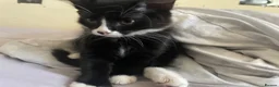 Mixed Breed cats for sale: boy and girl kitten - one black, one white + black - Advert 6