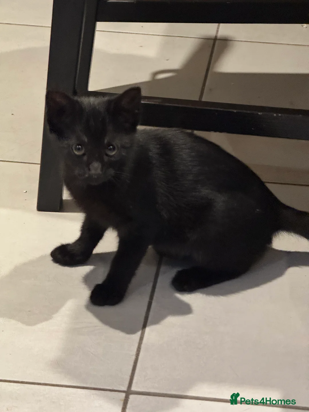 Mixed Breed cats for sale: Last girl available for free - Advert 2