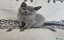 British Shorthair cats for sale: 1 Amazing Female Kitten - Image 5