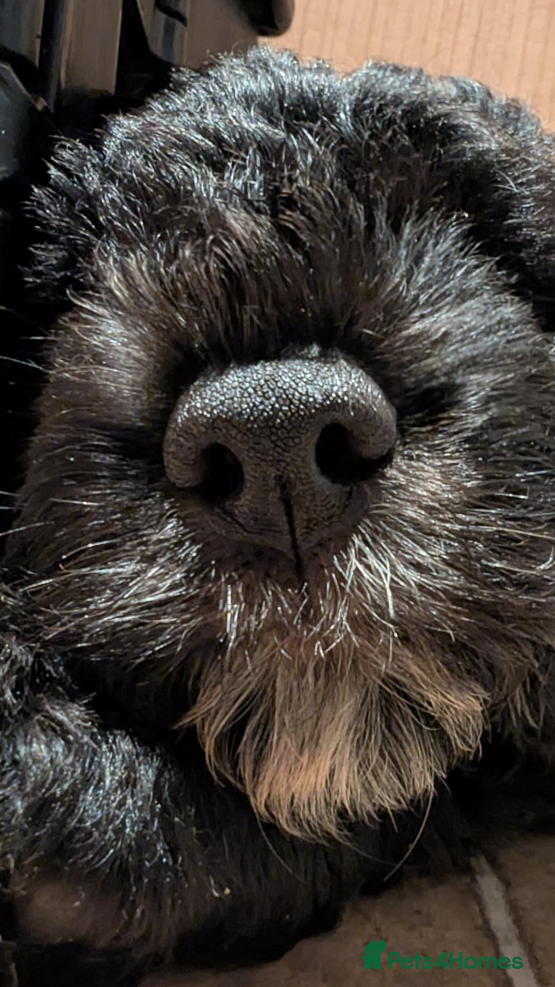 Sheepadoodle dogs (last girl) ❤️ F1 OES x Standard POODLE - Advert 21
