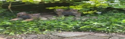German Shepherd dogs for sale: 3 females German shepherd kc registered  - Advert 13