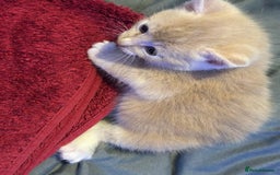 Mixed Breed cats for sale: Beautiful kittens  - Image 17