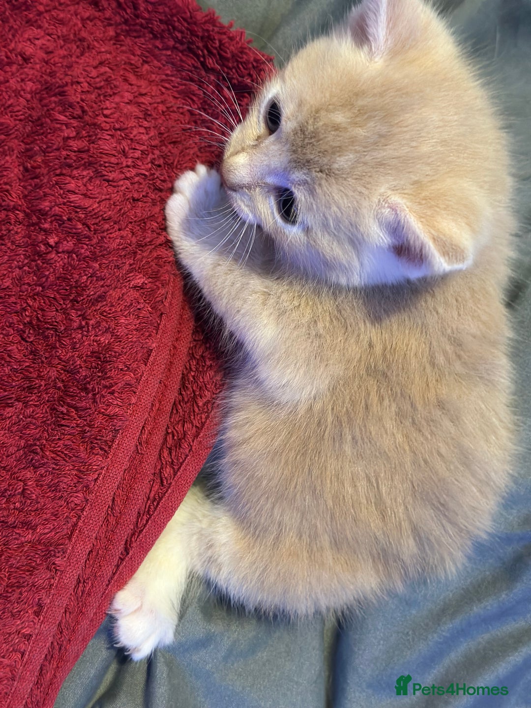 Mixed Breed cats for sale: Beautiful kittens  - Image 17