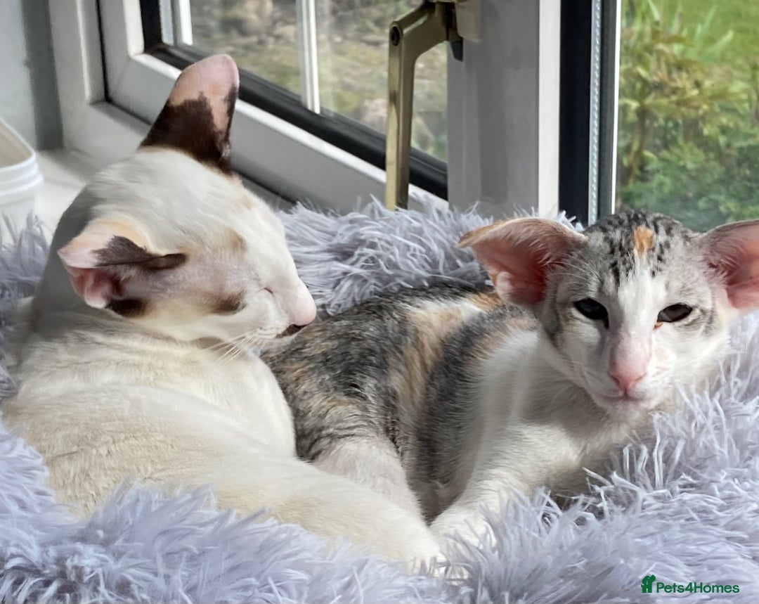 Oriental cats for sale: Oriental shorthair bicolour  - Image 8