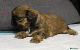 Shih Tzu dogs for sale: LOVELY SHIH TZU PUPPIES  - Image 23