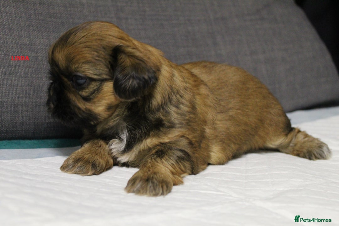 Shih Tzu dogs for sale: LOVELY SHIH TZU PUPPIES  - Image 23
