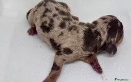 Miniature Dachshund dogs for sale: Miniature Dachshund - 1 Black and tan girl left - Image 14