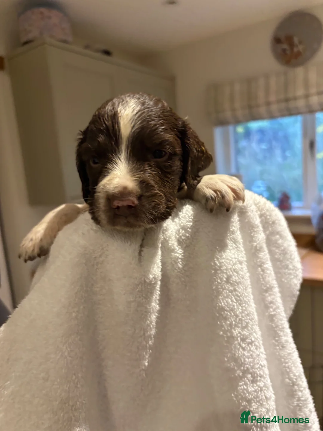 English Springer Spaniel dogs for sale: KC Registered English Springer Spaniel Puppies  - Advert 28