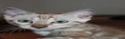 Bengal cats for sale: Reduced Last Male Snow Marble TICA Bengal Left 🤍 - Advert 8