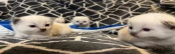 Ragdoll cats for sale: Ragdoll-cotton balls  - Advert 30