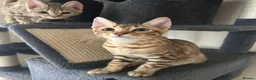 Bengal cats for sale: Bengal kittens  - Advert 14