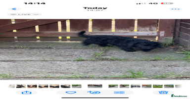 Bedlington Terrier dogs Bedlington terrier puppies  - Advert 15