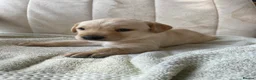 Labrador Retriever dogs for sale: Working Labrador puppy - Advert 4