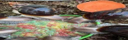 Snails invertebrates for sale: Giant African Snails for sale! - Advert 10