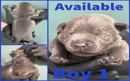 Staffordshire Bull Terrier dogs for sale: KC Registered Mr T & Luminastaffs Puppies - Image 3