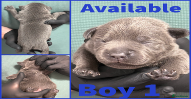 Staffordshire Bull Terrier dogs - Advert 7