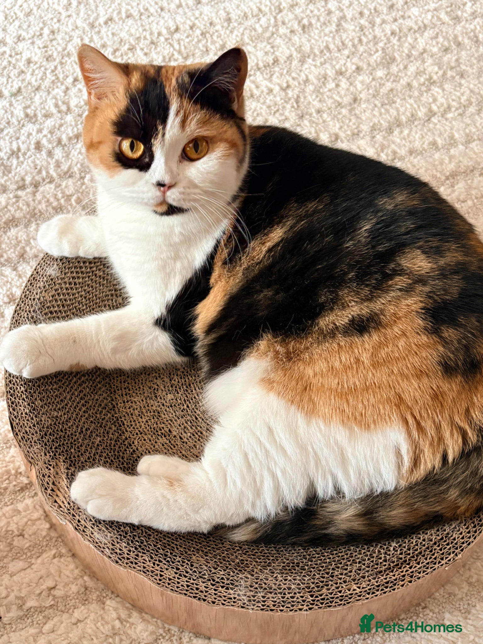 British Shorthair cats Sweet Layla BSH tortie ❤️❤️❤️ - Advert 3