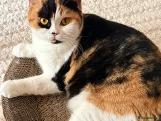 British Shorthair cats Sweet Layla BSH tortie ❤️❤️❤️ - Advert 3