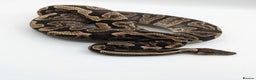 Python Snake reptiles for sale: Range of Royal Pythons - Advert 23