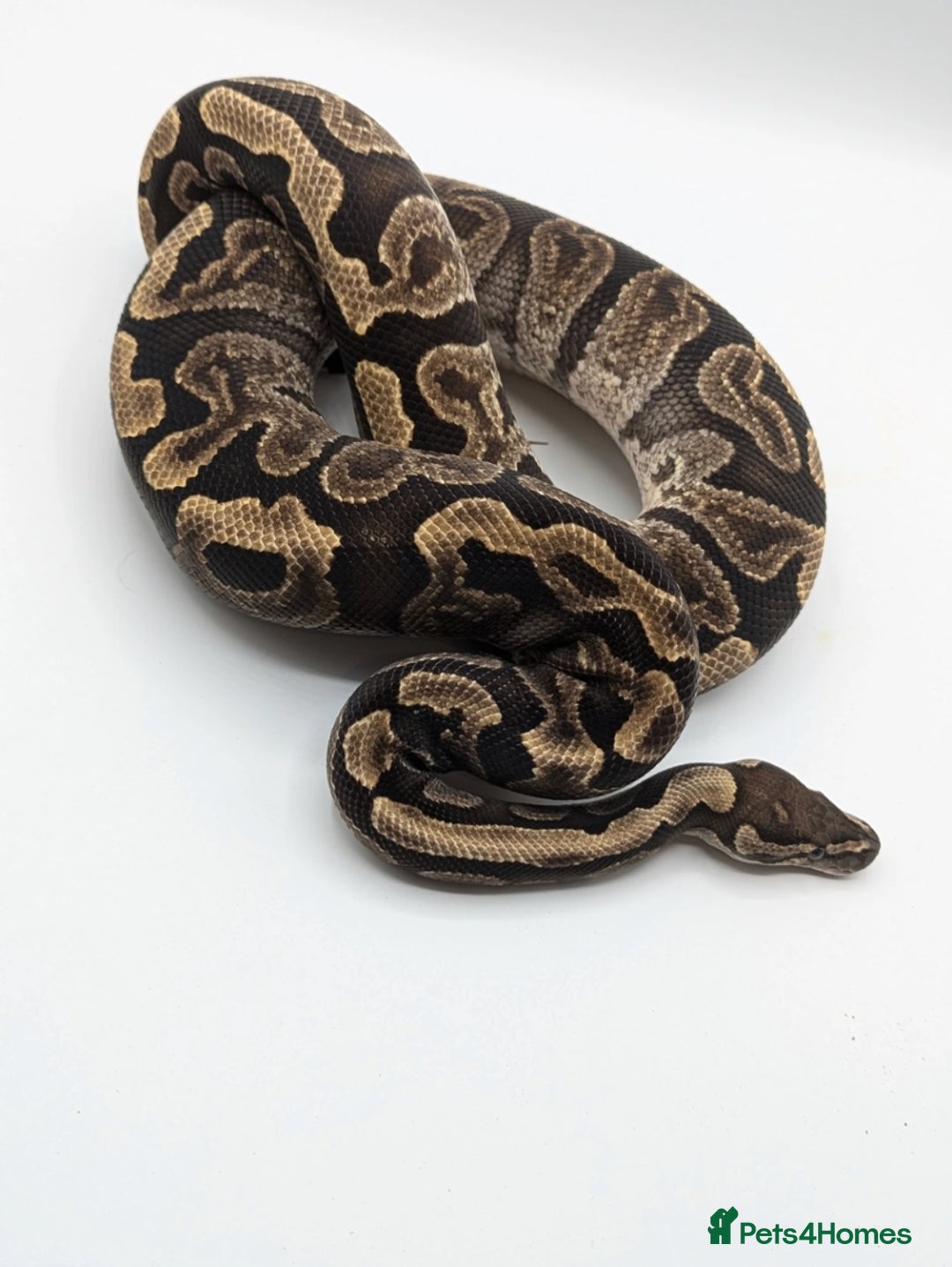 Python Snake reptiles for sale: Range of Royal Pythons - Advert 23