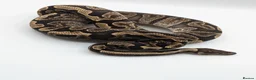 Python Snake reptiles for sale: Range of Royal Pythons - Advert 19