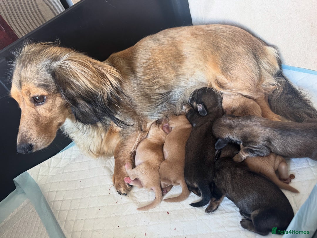 Miniature Dachshund dogs for sale: Cream&Shaded KC reg. PRA clear 4 weeks old - Image 17