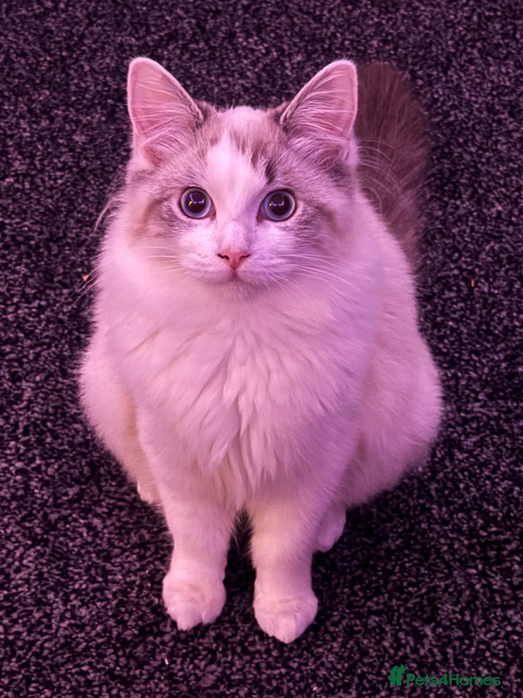 Ragdoll cats for sale: Ragdoll Kittens Ready Now – Birmingham - Advert 1