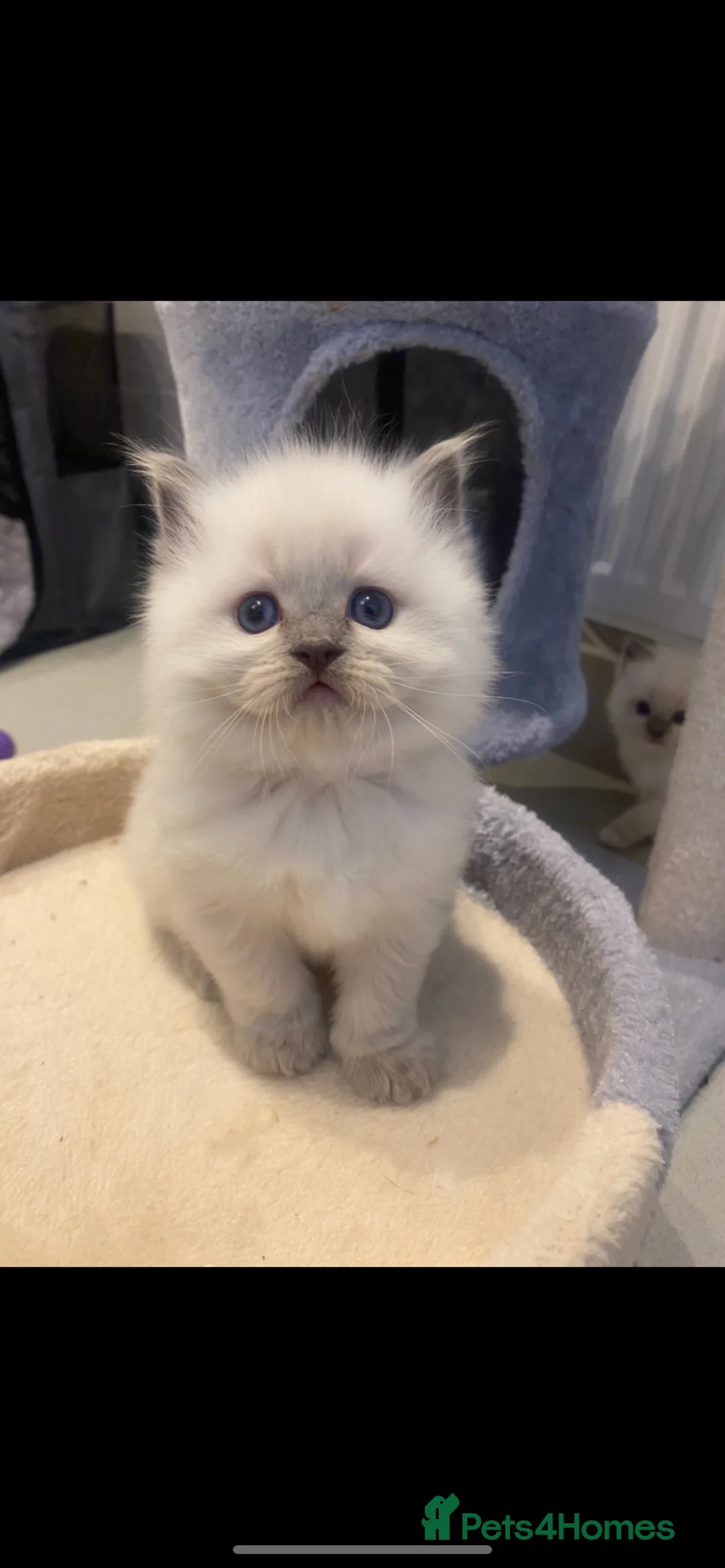 Ragdoll cats for sale: Beautiful Ragdolls  - Advert 2
