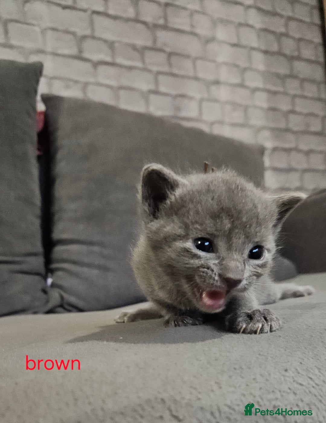 Russian Blue cats for sale: 🐾 last two girls Russian Blue Kittens 🐾 - Advert 10