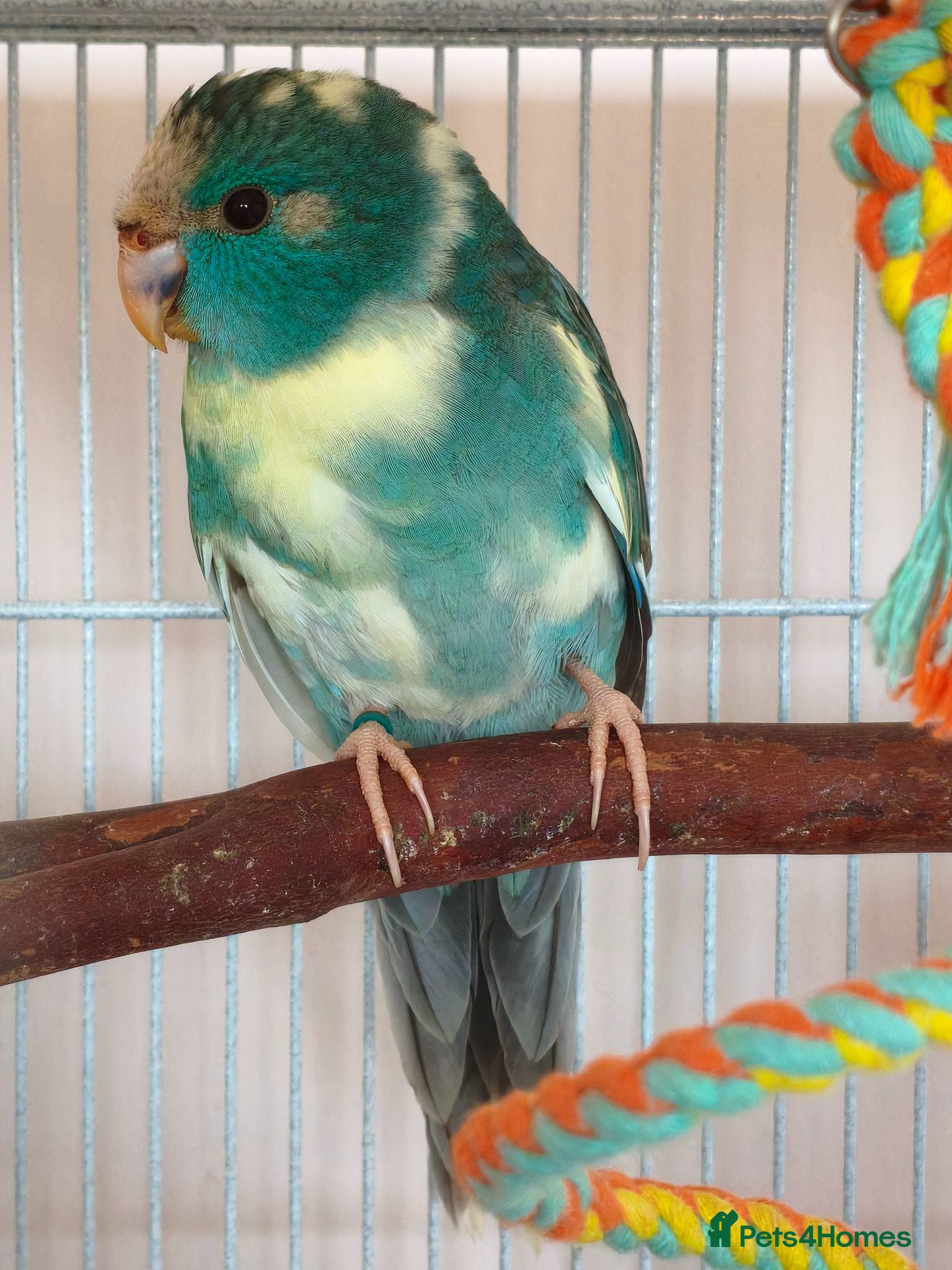 Parakeets birds Baby Kakarikis looking for their forever homes. - Advert 13
