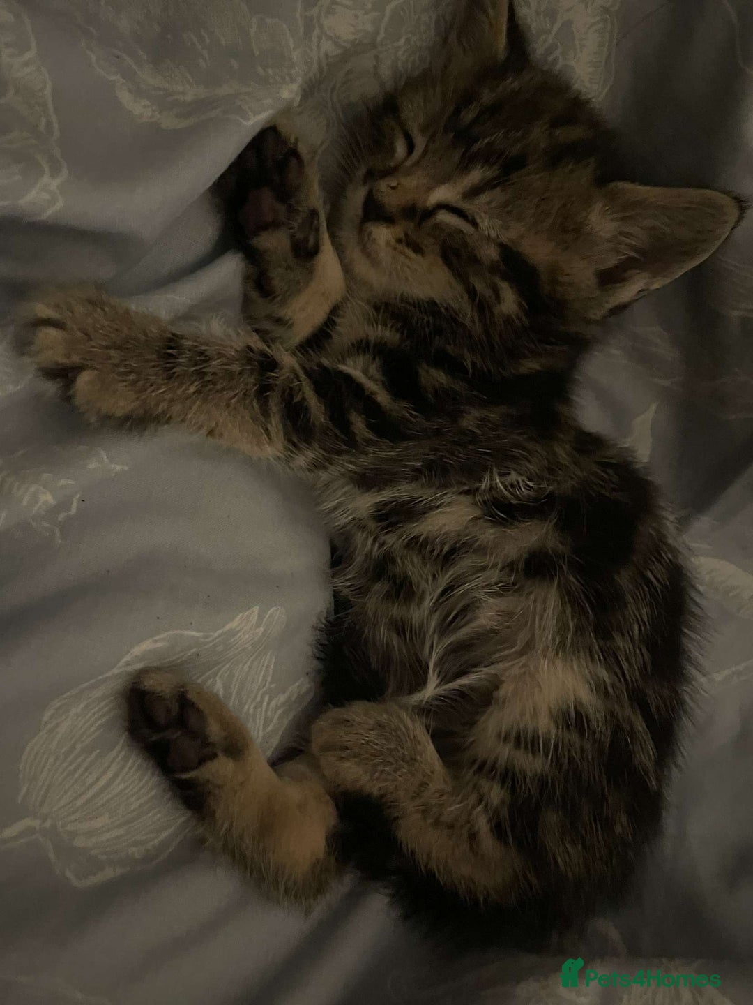 British Shorthair cats for sale: BEAUTIFUL BRITISH SHORT HAIRS - Image 1