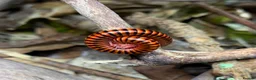 Millipedes invertebrates for sale: Centrobolus fulgidus, Black Fire Millipedes - Advert 1
