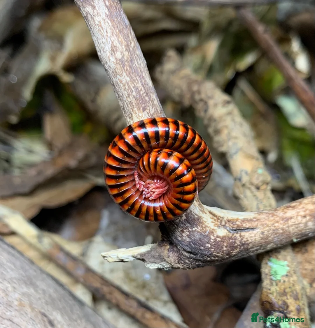 Millipedes invertebrates for sale: Centrobolus fulgidus, Black Fire Millipedes - Advert 1