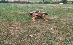 Mixed Breed dogs for adoption: Chase for adoption - Image 2