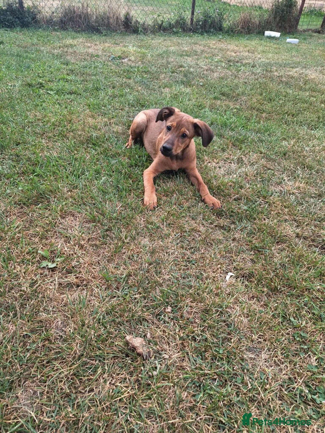 Mixed Breed dogs for adoption: Chase for adoption - Image 2